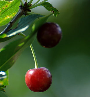 selective focus photography of red cherry fruit HD wallpaper