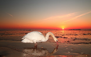 white goose on beach under orange sky