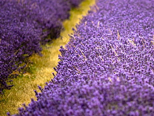 shallow focus photography of lavender flower field