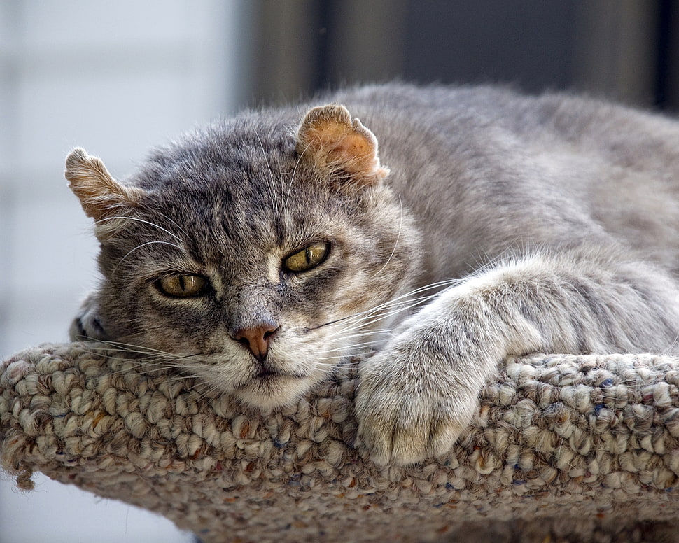 gray furred cat laying down HD wallpaper