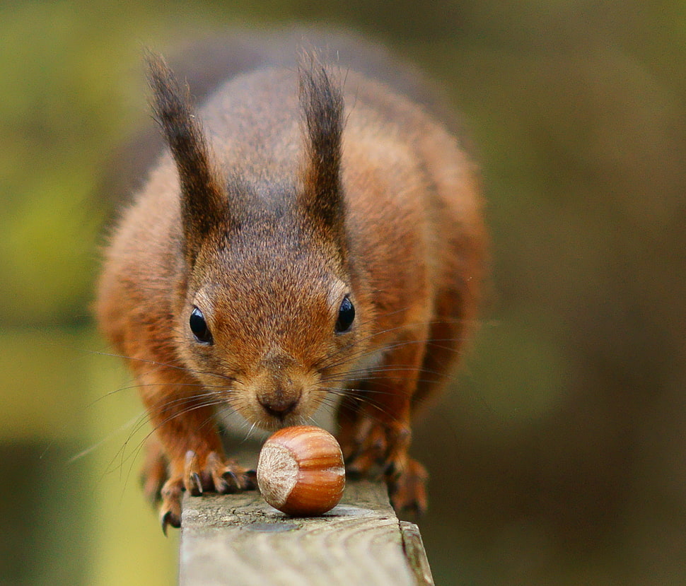 selective photo of squirrel HD wallpaper