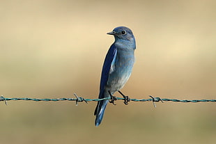 gray and blue bird on barbed wire, mountain bluebird