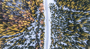 aerial view of snowy road surrounded with trees