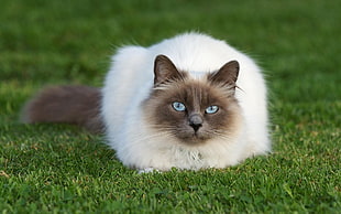 depth of field photography of Siamese cat on green grass