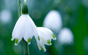 white and green budding flower