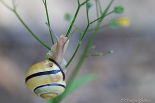 white and yellow snail on green plants