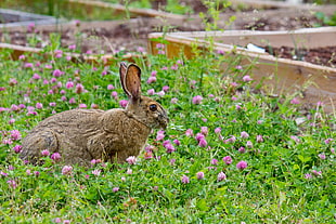 rabbit laying on bed of purple petaled flowers