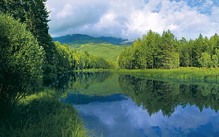 lake in between green trees