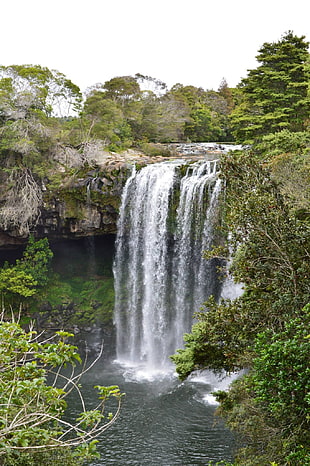 waterfalls and green leafed plant, waterfall, New Zealand, nature HD wallpaper