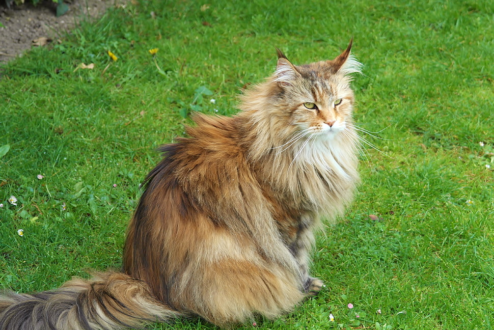 long fur cat HD wallpaper