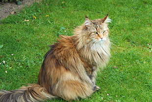 long fur cat HD wallpaper