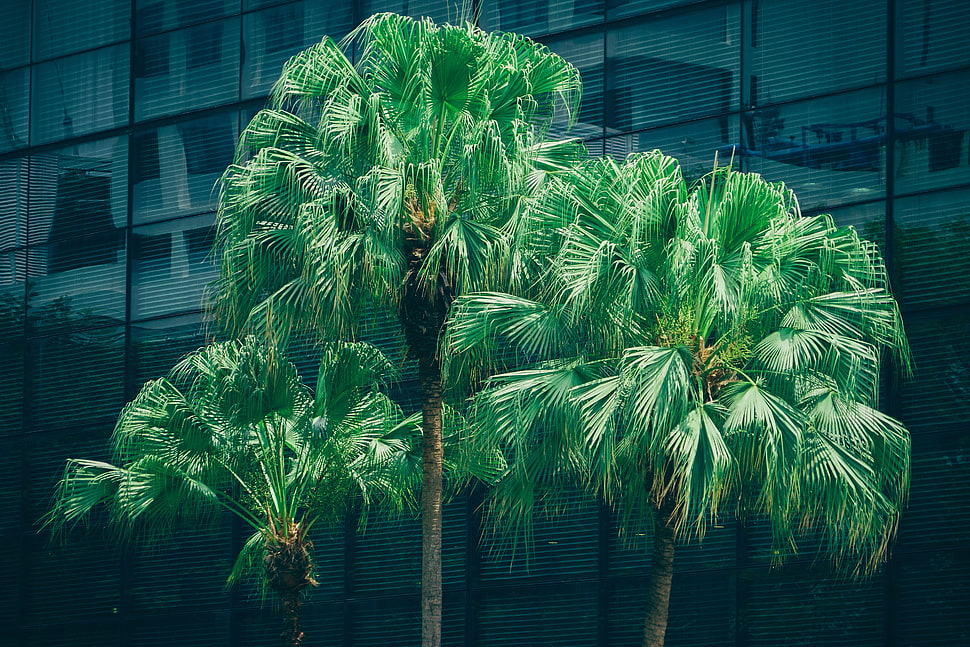 green leafed plants, Palms, Trees, Foliage HD wallpaper