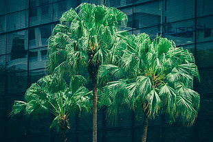 green leafed plants, Palms, Trees, Foliage HD wallpaper