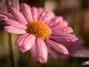 selective focus photography of pink daisy flower