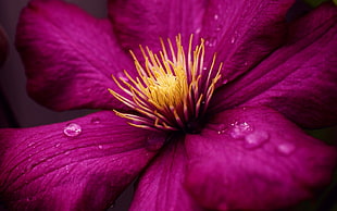 pink Clematis flower in bloom macro photo