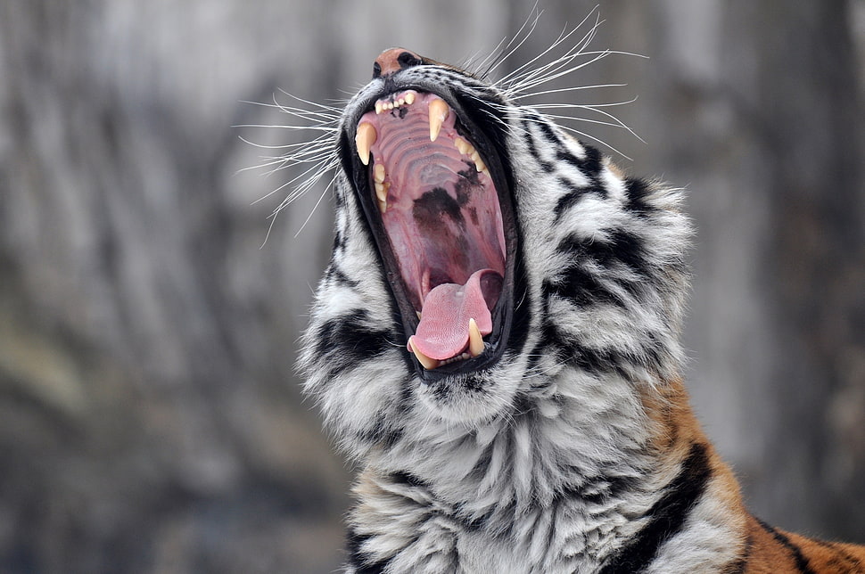 albino tiger in shallow photography HD wallpaper