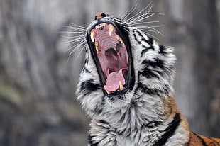 albino tiger in shallow photography