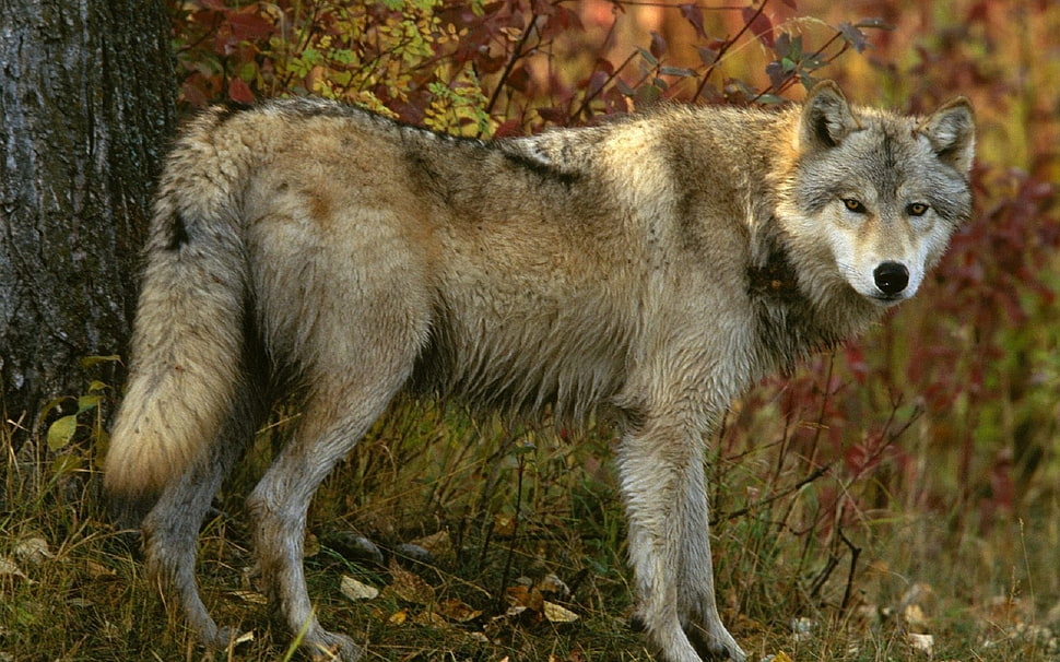 gray Werewolf near tree at daytime HD wallpaper
