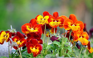 macro photography of red-and-yellow and yellow-and-orange flowers