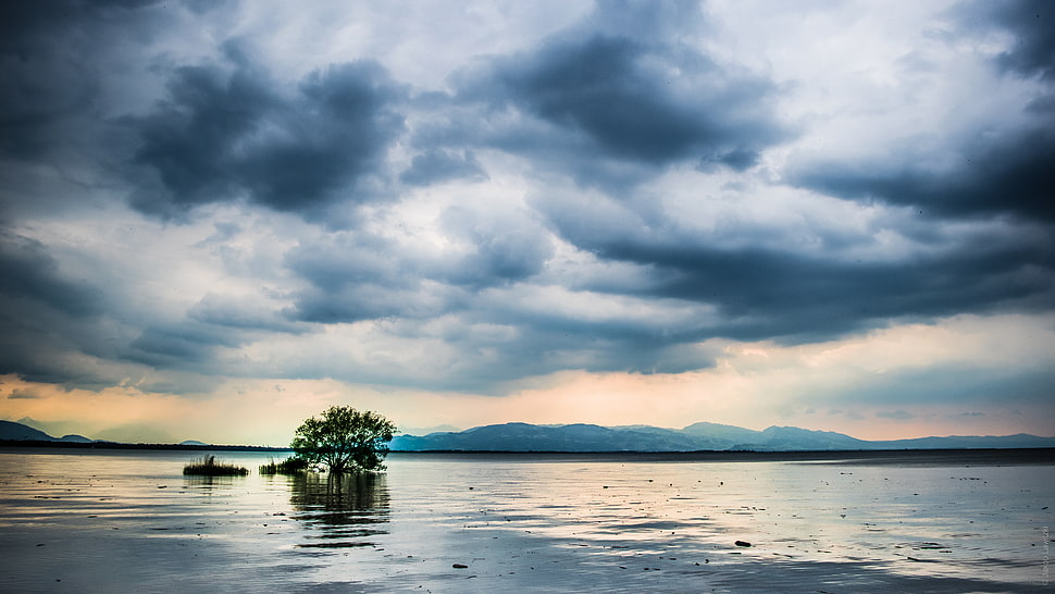 body of water with tree under cloudy sky HD wallpaper