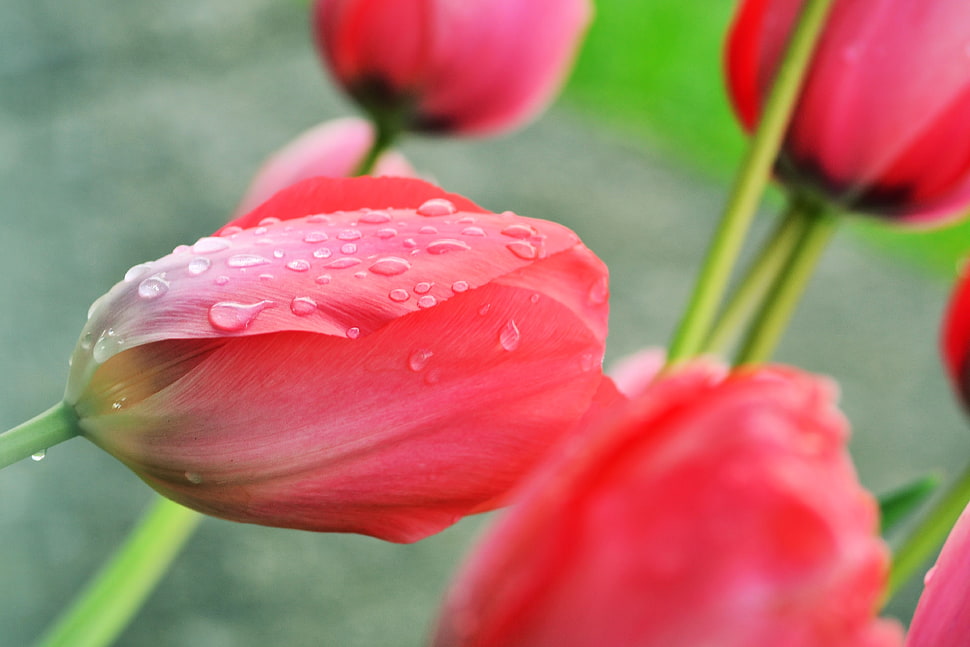 selective focus photography of red tulips HD wallpaper