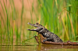 black alligator, crocodiles, animals HD wallpaper
