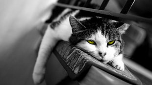 short-coated cat, cat, selective coloring, animals