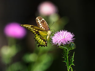 black and yellow swallowtail butterfly HD wallpaper