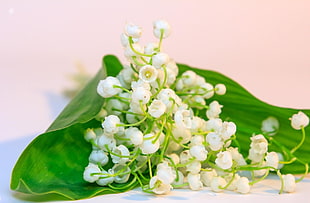 white petaled flowers on green leaf HD wallpaper