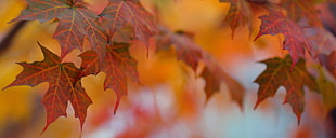 photo of red maple leaves HD wallpaper
