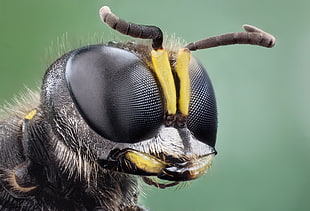 close up photography of wasp