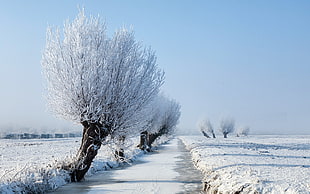 landscape photography of trees during winter season