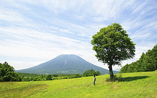 Tree,  Mountain,  Person,  Fujiyama