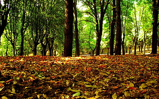 dried leaves under green leaved trees during daytime HD wallpaper