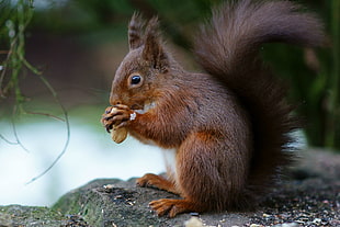 gray squirrel eating nut on gray rock during daytim HD wallpaper