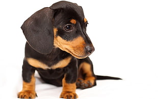 black and tan Dachshund puppy