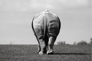 grayscale photo of elephant, Ludovic Nicaise, animals, monochrome, nature