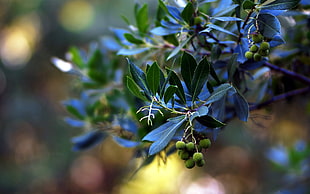 blue and green leaf plant with green round fruit
