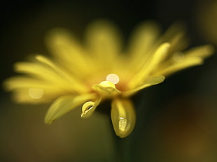 micro photography of yellow petaled flower HD wallpaper