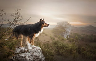 long-coated black and white dog, dog, nature, animals