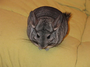 gray rat on yellow textile