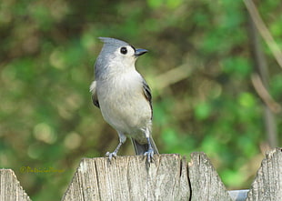 gray and white Nuthatch on the top of wooden fence, tufted titmouse