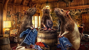 three rats illustration, digital art, animals, photography, Photoshop HD wallpaper