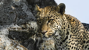 leopard, animals, nature, leopard, leopard (animal) HD wallpaper