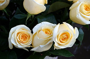selective focus photography of white roses