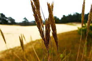 selective focus photograph of wheat