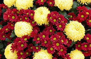 red and yellow petal flower bundle