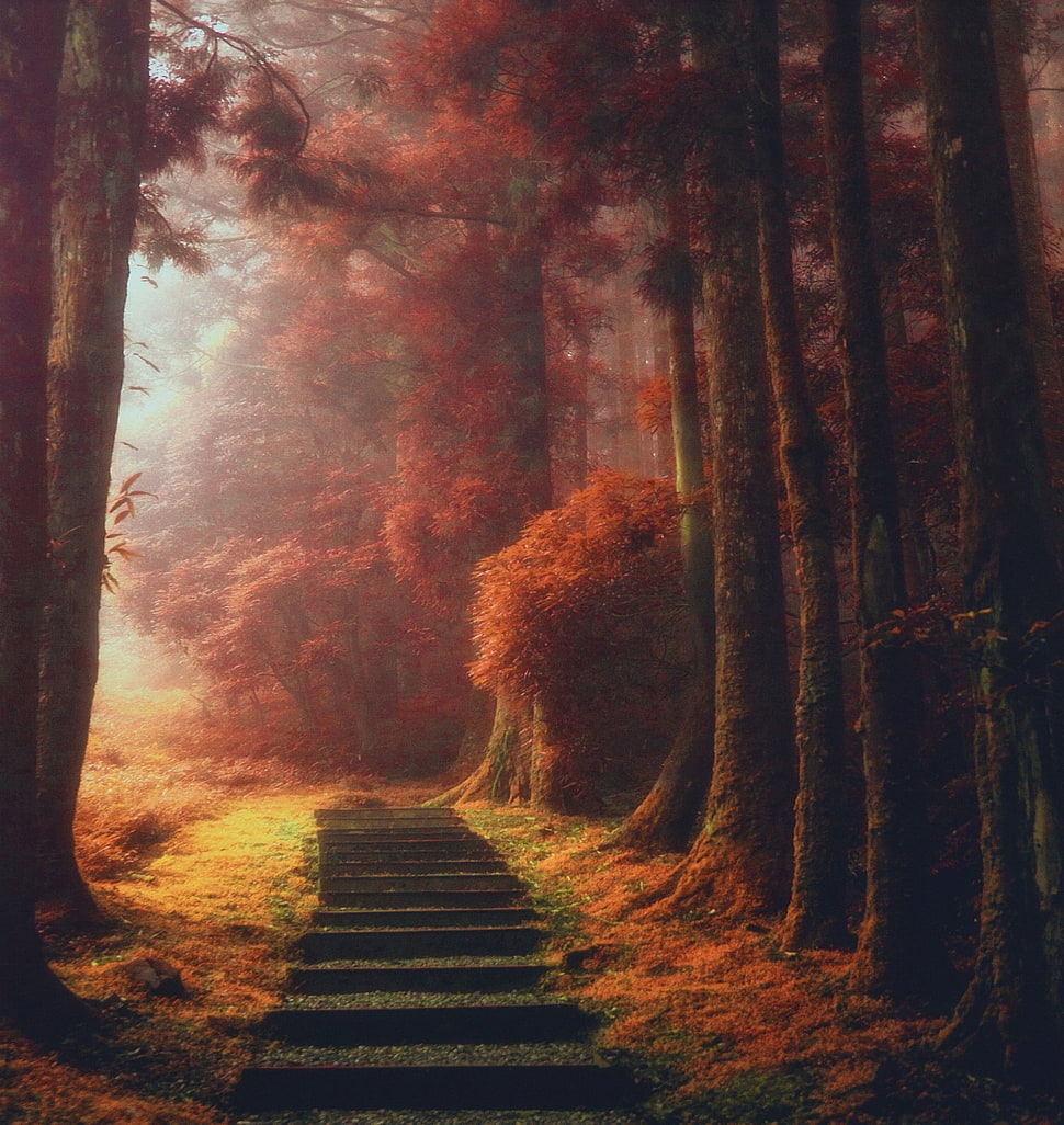 staircase painting, nature, landscape, magic, path HD wallpaper