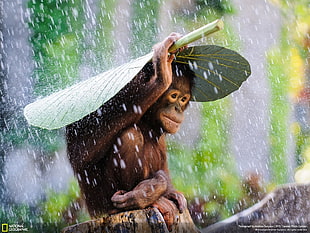 selective focus photography of primate holding green leaf while raining