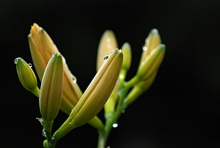 yellow lily flower buds, flowers